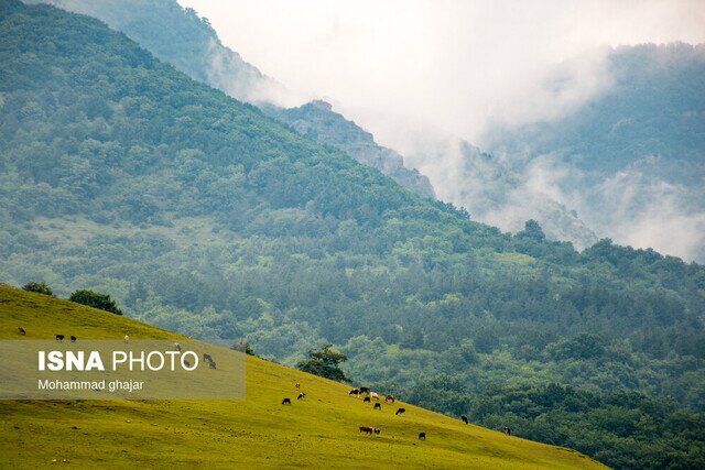 افلاطونی: طرح جنگل‌داری نوین، مطابق برنامه هفتم در حال تدوین است