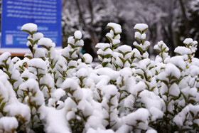 بارش برف پاییزی در دانشگاه محقق اردبیلی