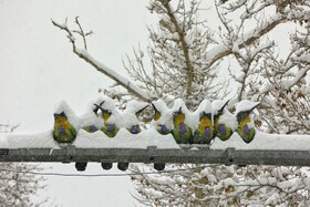 بارش برف پاییزی در همدان