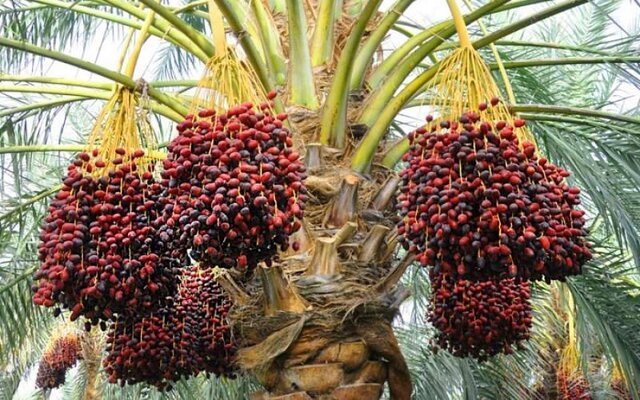 رتبه اول سیستان و بلوچستان در کشت نخیلات کشور