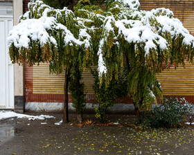 بارش برف پاییزی - مشهد