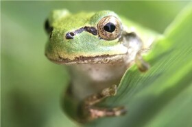 وقتی باکتری روده قورباغه، تومورهای سرطانی را در موش‌ها از بین می‌برد!