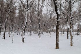 بارش برف پاییزی در شهرکرد