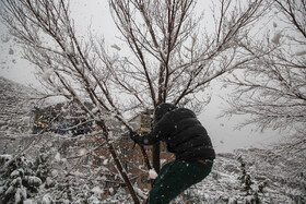 پارک کوهستانی صفه