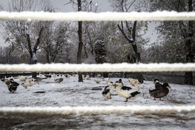 بارش شدید برف در مشهد