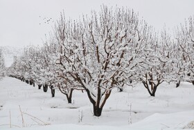 بارش نخستین برف پاییزی در یاسوج