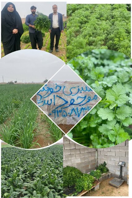 آغاز برداشت نخستین  مزرعه سبزی خورشتی در دهلران