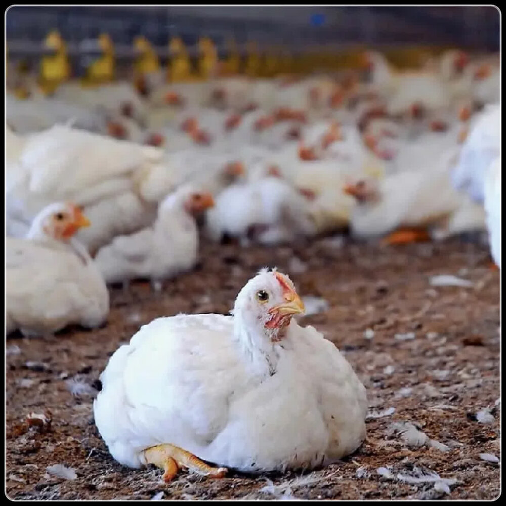 مدیر جهاد کشاورزی ایلام: جوجهریزی در مرغداریهای استان ۲۶.۲ درصد رشد داشته است