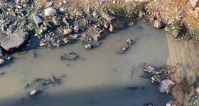 ضرورت کنترل پشه ناقل تب دنگی پس از بارندگی‌ها در هرمزگان