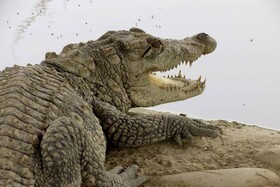 احتمال خروج گاندوها از برکه‌ها در پی بارندگی جنوب سیستان و بلوچستان