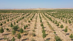 بازدید معاون وزیر جهاد کشاورزی از بزرگ‌ترین پارک جنگلی قم