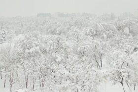 بارش شدید برف - مشهد