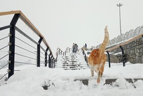 بارش شدید برف - مشهد