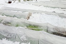 بارش شدید برف - مشهد