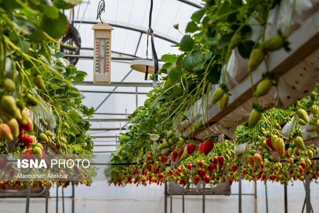 ضرورت توسعه کشت گلخانه‌ای در البرز
