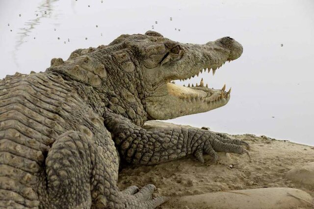 احتمال خروج گاندوها از برکه‌ها در پی بارندگی جنوب سیستان و بلوچستان