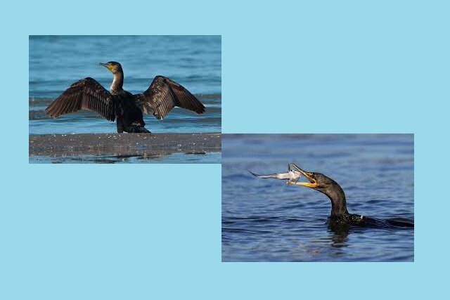 تلفات غیرعادی باکلان‌های بزرگ در سواحل چابکسر