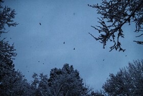 بارش برف - بجنورد
