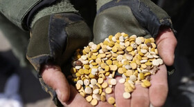 پشت صحنه جنگ دوگانه؛ صهیونیست‌ها غزه را با مواد مخدر پر کرده‌اند