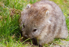 این جانور از مدفوع خود برای دوست‌یابی استفاده می‌کند!