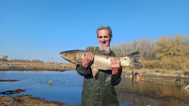 آغاز برداشت ماهیان گرمابی در پارس‌آباد
