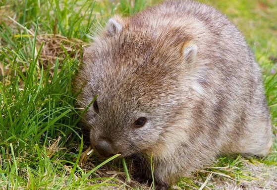 این جانور از مدفوع خود برای دوست‌یابی استفاده می‌کند!