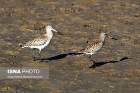 پایش و سرشماری زیستگاه‌های پرندگان مهاجر در مهرستان