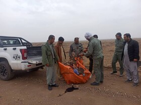 جمع‌آوری بیش از ۷۰ تله زنده‌گیری پرندگان در خاش و تفتان