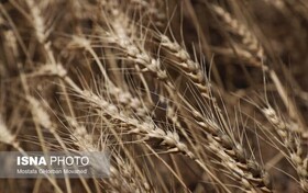 کشف و توقیف ۳۰ تُن جو قاچاق در قم