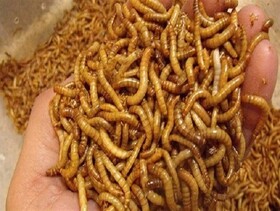 اجرای طرح توسعه پرورش «میل‌ورم» در روستاهای منطقه سیستان