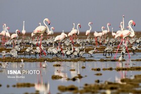 نقش پوشش گیاهی و فعالیت انسانی در سرنوشت پرندگان تالابی