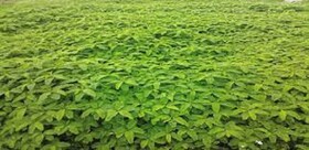 کاشت موفق گیاه «سزبانیا» برای نخستین بار در دهلران