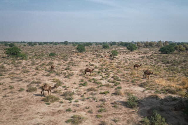 الماس ذَبّه؛ وقتی یک نژاد بومی، راهحل بحران آب و اقلیم میشود الماس ذَبّه؛ وقتی یک نژاد بومی، راهحل بحران آب و اقلیم میشود