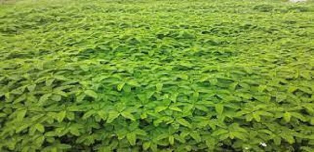 کاشت موفق گیاه «سزبانیا» برای نخستین بار در دهلران