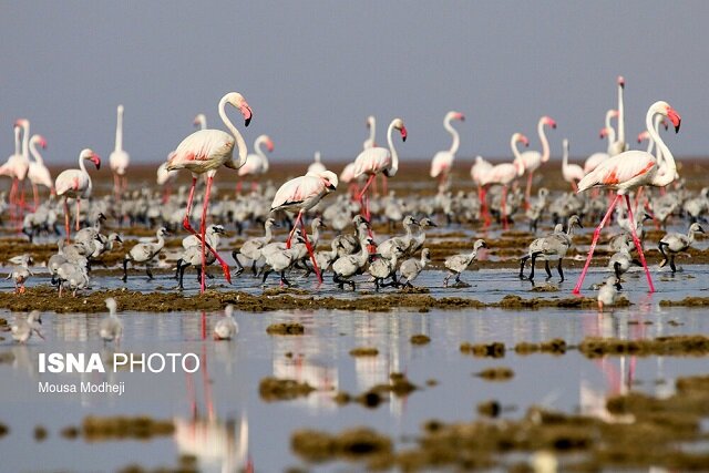 نقش پوشش گیاهی و فعالیت انسانی در سرنوشت پرندگان تالابی