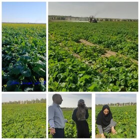 پایش مستمر برای مدیریت انگل «گل جالیز» کلزا در دهلران