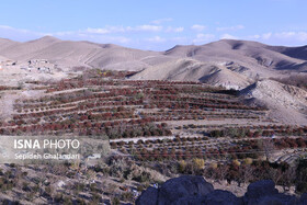 افین، پایتخت زرشک بی‌دانه جهان، در مسیر ثبت به‌عنوان دهکده جهانی