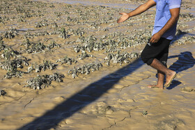خسارت شدید به محصولات کشاورزی در اثر بارش شدید باران و وقوع سیلاب در شهرستان فاریاب استان کرمان