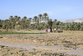 خسارت شدید به محصولات کشاورزی در اثر بارش شدید باران و وقوع سیلاب در  شهرستان فاریاب استان کرمان