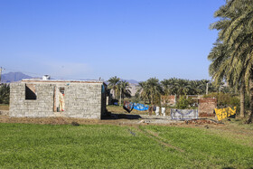 خسارت شدید به محصولات کشاورزی در اثر بارش شدید باران و وقوع سیلاب در شهرستان فاریاب استان کرمان