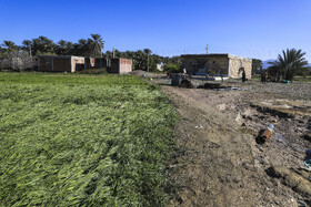 خسارت شدید به محصولات کشاورزی در اثر بارش شدید باران و وقوع سیلاب در شهرستان فاریاب استان کرمان