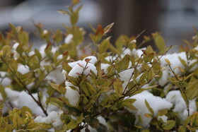 بارش برف در شهر زنجان