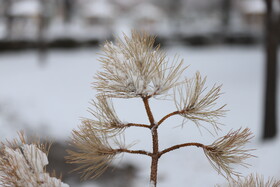 بارش برف در شهر زنجان