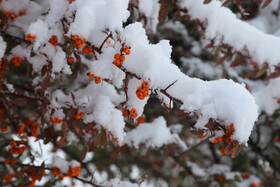 بارش برف در شهر زنجان
