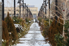 بارش برف در شهر زنجان