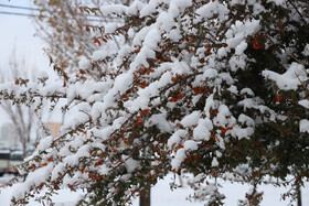 بارش برف در شهر زنجان