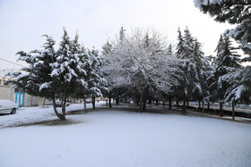 بارش برف در شهر زنجان