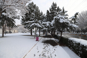 بارش برف در شهر زنجان