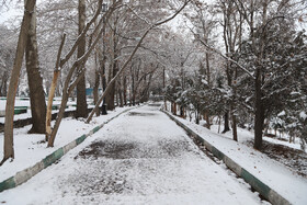 بارش برف در شهر زنجان