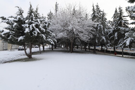 بارش برف در شهر زنجان